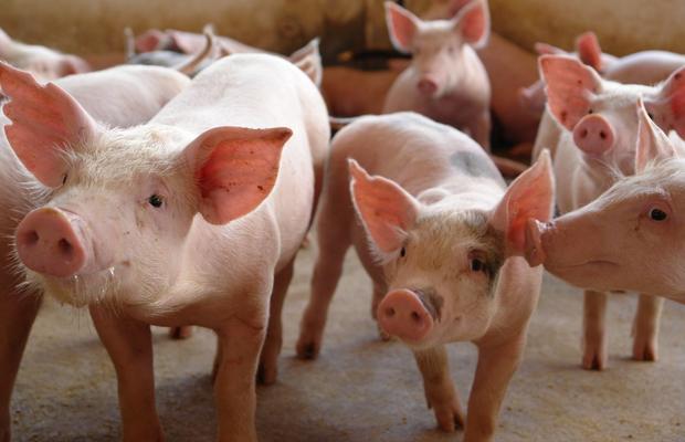 Perspectivas de baixa para um ano de recordes nos preços carne suína -  Artigos - 3tres3, A página do suíno