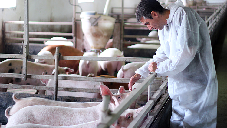 Instrução normativa que estabelece boas práticas de manejo é publicada