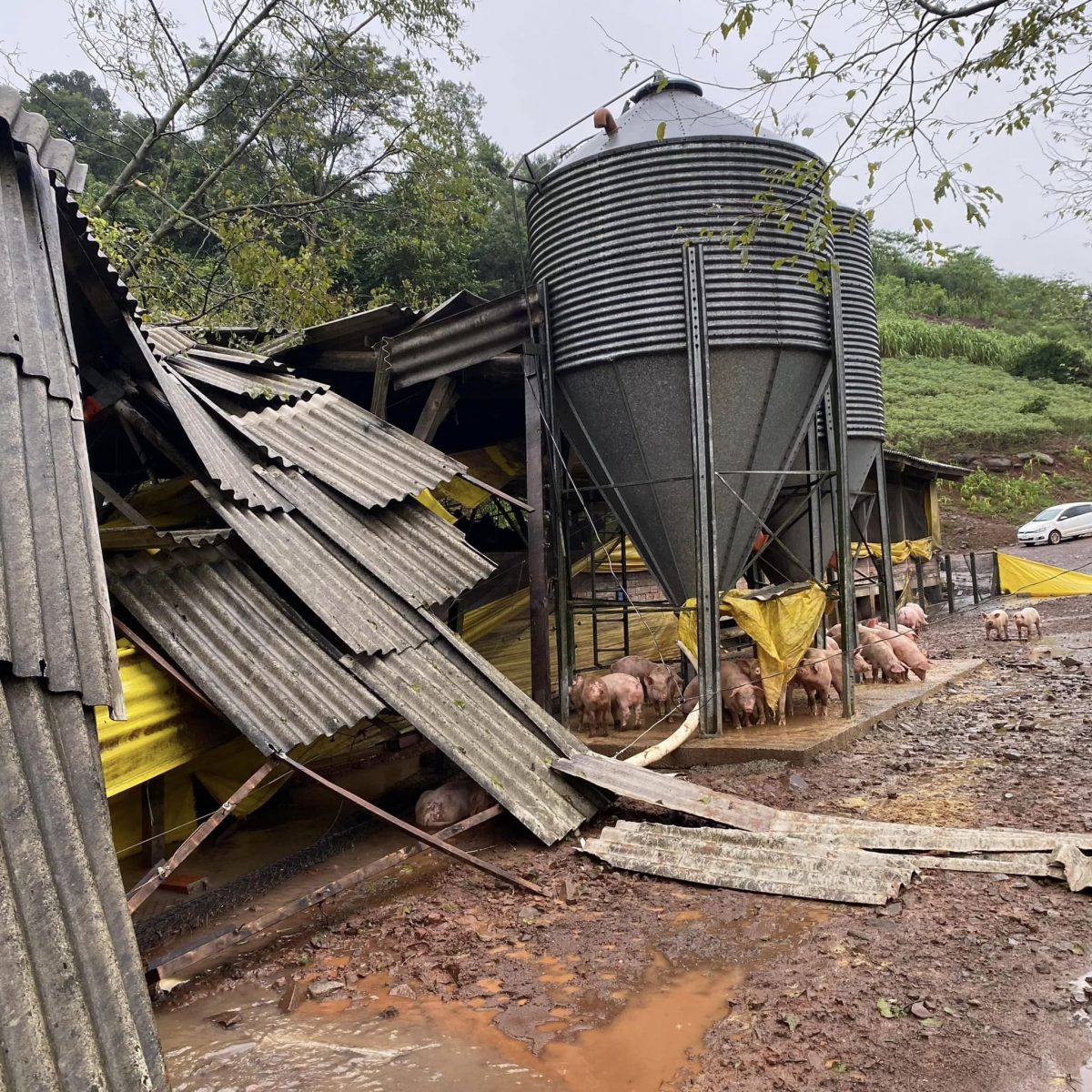 Em Tupandi/RS, uma granja teve sua estrutura comprometida e registrou a morte de animais depois de ser atingida pela enchente. Crédito: Prefeitura de Tupandi/RS.